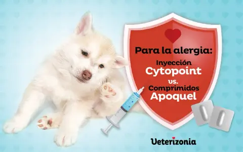 Cachorro con picazón, buscando una alternativa a los corticoides en perros. Jeringa y pastillas comparan Cytopoint vs Apoquel.