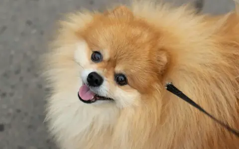 Un adorable pomchi perro, con su pelaje esponjoso y ojos vivaces, mira hacia arriba con la lengua fuera, listo para jugar.