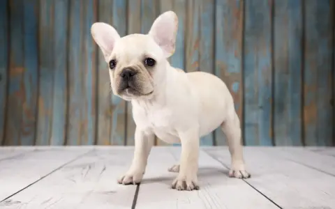 Un adorable cachorro de perros franceses, con sus grandes orejas, mira curioso al frente sobre un suelo de madera.