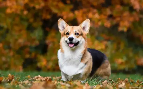 Un adorable corgi perro sonríe felizmente en un campo cubierto de hojas de otoño.