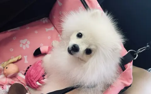 Adorable pomerania suelta pelo en su transportín rosa con juguetes.