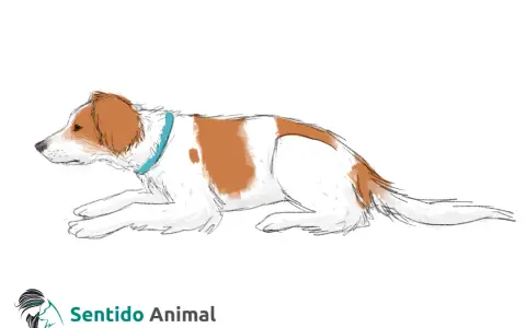 Un perro blanco y marrón con collar azul, en una de las formas de sentarse de un perro, con las patas delanteras extendidas.