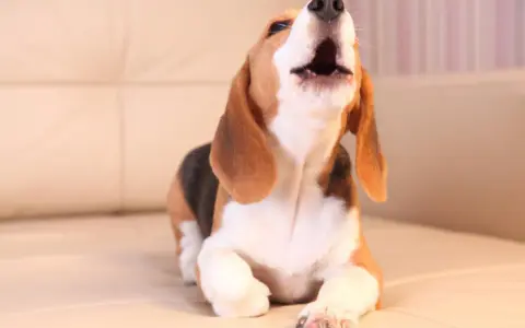 Un beagle cachorro, con su boca abierta, parece que mi perro llora por todo, pero en realidad está aullando de alegría.
