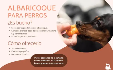 Un perro disfruta de un trozo de albaricoque ofrecido por una mano. Sí, los perros pueden comer albaricoques.