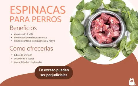 Un cuenco de carne cruda rodeado de espinacas frescas. Los perros pueden comer espinacas, aportando vitaminas y minerales.