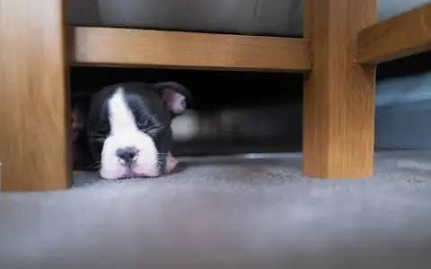 Un cachorro Boston Terrier duerme profundamente debajo de la cama. Quizás se esconde porque mi perro se esconde debajo de la cama.