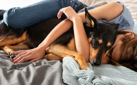 Un perro negro y marrón apoya su cabeza en mi pierna mientras descansamos juntos en la cama, envueltos en mantas.