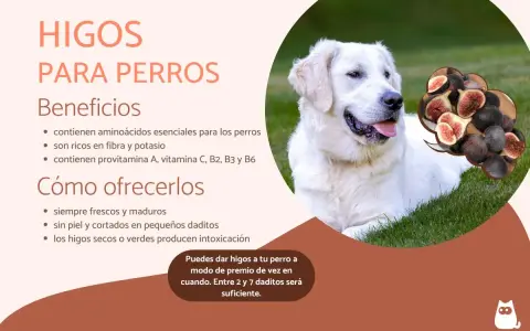 Un perro blanco y feliz en la hierba, con una burbuja de pensamiento que muestra higos. Los perros pueden comer higos como premio.