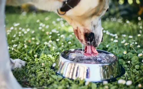 Perro bebiendo agua en un cuenco metálico, rodeado de hierba y margaritas. Una imagen que evoca la frescura y el cuidado, como una dieta renal para perros casera.