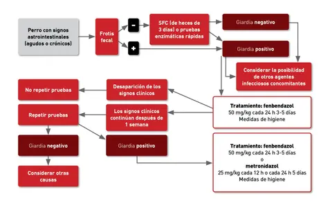 Diagrama de flujo para diagnosticar y tratar giardia en perros con síntomas gastrointestinales. Incluye pruebas, resultados y tratamientos.