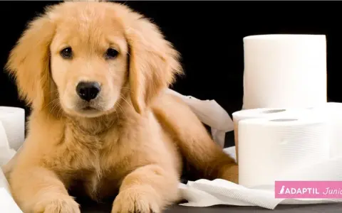 Cachorro golden retriever rodeado de rollos de papel higiénico, reflexionando sobre cuanto tarda un cachorro en aprender a hacer sus necesidades.