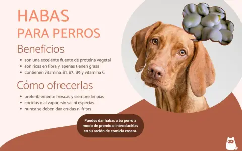 Un perro mira pensativo un grupo de habas. El texto indica que los perros pueden comer habas, destacando sus beneficios y cómo ofrecerlas.