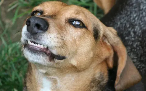 Primer plano de un perro marrón con la boca entreabierta, mostrando sus dientes. Parece que mi perro gruñe cuando juega, ¡pero es solo su forma de divertirse!