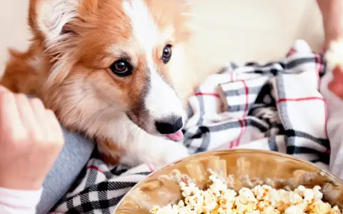 Un perro peludo mira con deseo un bol de palomitas. ¡Parece que los perros pueden comer palomitas!