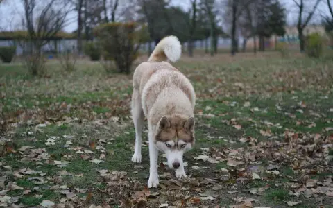 Husky de ojos azules, con pelaje claro y marrón, camina agachado entre hojas secas. Parece que mi perro se escapa de la finca, explorando el parque.