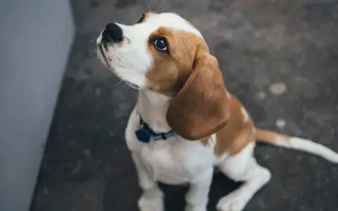 Un beagle sentado mira hacia arriba con ojos suplicantes. A veces, mi perro no me hace caso cuando lo suelto, pero su mirada me derrite.