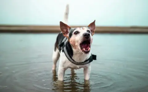 Perro con chaleco protector en el agua, ladrando con la boca abierta. Parece que mi perro ladra a las personas que se me acercan.