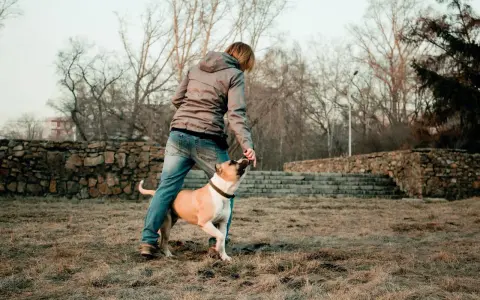 Persona interactuando con su perro, practicando trucos. Un buen momento para aplicar 40 trucos para tu perro y fortalecer su vínculo.