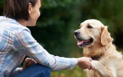 Mujer sonríe a su perro golden retriever mientras le da la pata, un momento clave en como educar a un perro adulto.