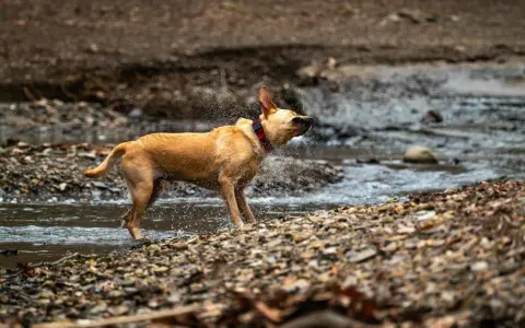 Perro marrón sacudiéndose el agua en un arroyo, un ejemplo de porque se sacuden los perros para secarse.