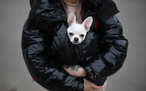Un chihuahua blanco asoma de una chaqueta acolchada negra. ¡Hay que tapar a los perros para dormir y que estén calentitos!