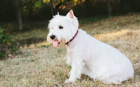 Un adorable perro blanco pequeño, con su lengua afuera, descansa en la hierba bajo el sol.