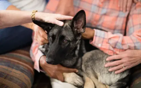 Manos acarician a un perro pastor alemán con demencia, un momento tierno antes de sacrificarlo.