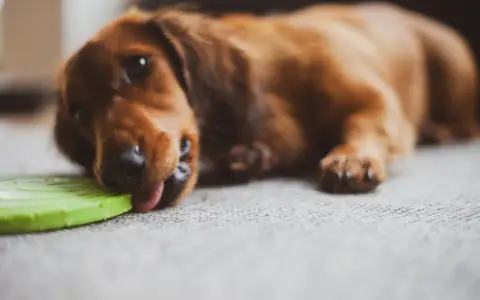 Un perro salchicha marrón lame un frisbee verde. Parece que mi perro no juega con juguetes, solo los lame.