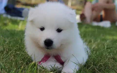 Un cachorro blanco y esponjoso con un lazo rosa, parece uno de esos perros que parecen peluches, sentado en la hierba.