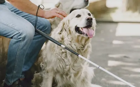 Un hombre acaricia a un perro guía, mostrando cómo ganarse la confianza de un perro con paciencia y afecto.
