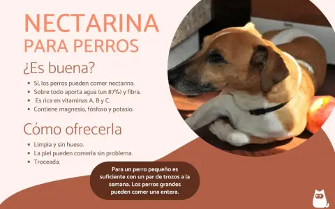 Un perro mira atentamente una nectarina. El texto indica que los perros pueden comer nectarina, aportando agua, fibra y vitaminas.