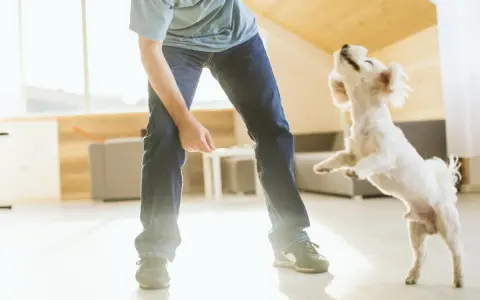 Mi perro me salta encima y me muerde los tobillos jugando.