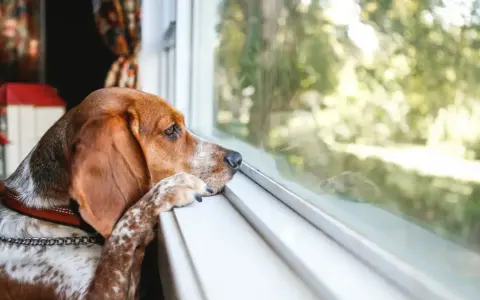 Un perro con orejas largas mira por la ventana, con la pata apoyada en el alféizar. Parece que mi perro quiere volver a casa.