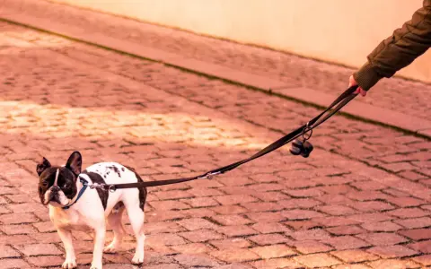 Mi perro se queda parado en la calle, un bulldog francés blanco y negro, con su correa sujeta por una mano.