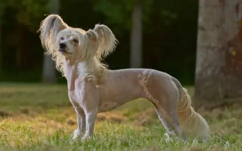 Un elegante crestado chino, con su pelaje distintivo y orejas emplumadas, posa en un prado al atardecer.