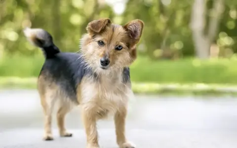 Perro de tamaño mediano, pelaje marrón y negro, con orejas puntiagudas. Sus posturas de perros significado pueden variar, pero esta parece curiosa.