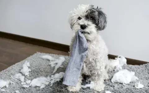 Perro blanco y gris con un calcetín en la boca, sentado sobre una alfombra llena de relleno. ¡Mi perro muerde todo!
