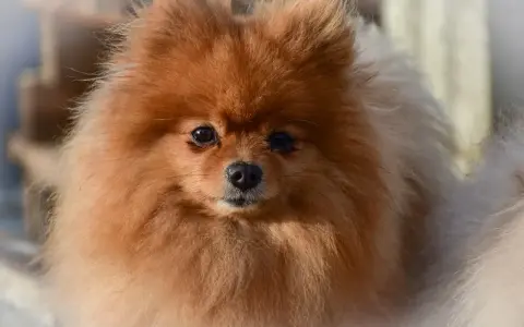 Un adorable Pomerania de pelaje naranja y blanco, mostrando la variedad de pomerania tipos.