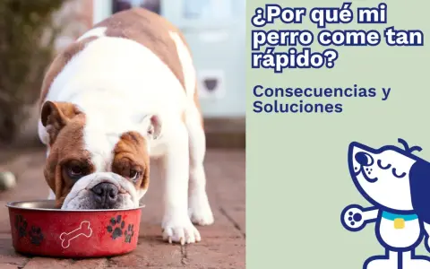 Un bulldog inglés come su comida muy rápido de un cuenco rojo. El texto pregunta: "¿Por qué mi perro come tan rápido?".