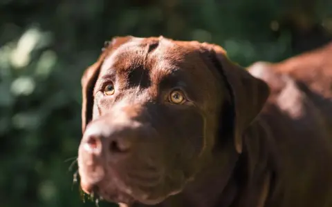 Primer plano de un labrador chocolate con ojos brillantes, preguntándose porque mi perro me mira cuando paseamos.