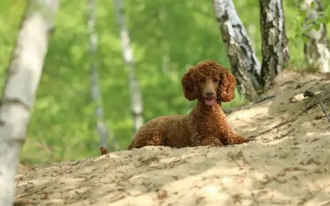 Un bernedoodle mini de pelaje rizado y color canela descansa en una duna de arena, rodeado de árboles y follaje verde.