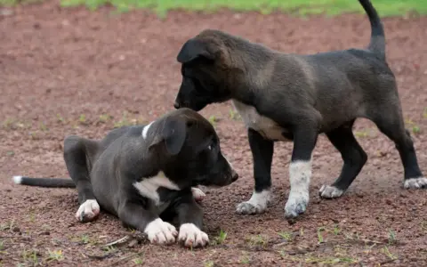 Dos cachorros interactúan en el suelo. Uno está acostado, el otro de pie. A veces, mi perro no mueve la cola cuando lo acaricio, pero estos cachorros parecen curiosos.