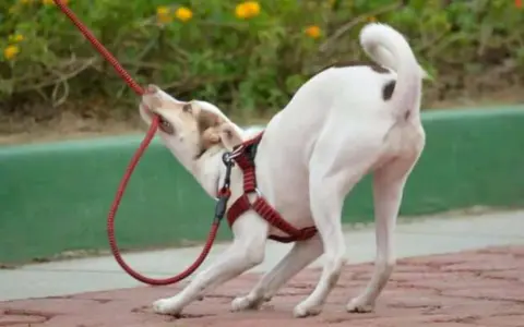 Mi cachorro no quiere salir a la calle. Se aferra a la correa con sus dientes, ¡parece que prefiere quedarse en casa!