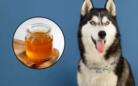 Husky con ojos azules sonriendo, junto a un tarro de miel. ¿Sabías que los perros pueden comer miel?