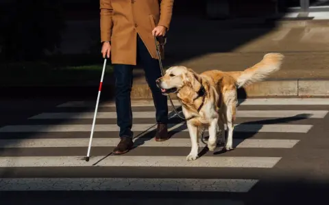 Un hombre con bastón blanco y un perro guía cruzan la calle. Los perros ciegos sufren, pero este perro ayuda a su dueño a navegar el mundo.