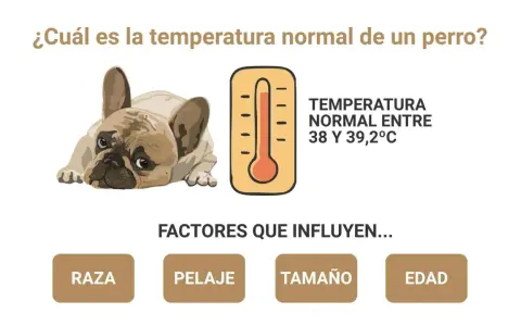 Un perro francés descansa, con un termómetro que indica la temperatura normal de 38-39.2°C. Ideal para el verano.