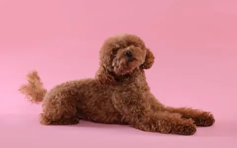 Caniche marrón con pelo rizado, un ejemplo de los tipos de caniches tamaños, posando sobre fondo rosa.