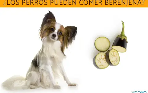 Un perro adorable mira atentamente mientras se presentan rodajas de berenjena, sugiriendo que los perros pueden comer berenjena.