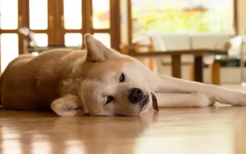 Mi perro no puede andar de repente. Este Akita descansa en el suelo, con la cabeza apoyada en sus patas delanteras.