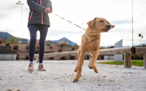 Un perro tira de la correa con entusiasmo, saltando en el aire mientras su dueño lo sujeta.